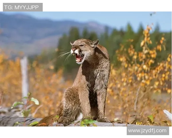 阿特拉斯与美洲狮的巅峰对决谁将赢得这场精彩较量